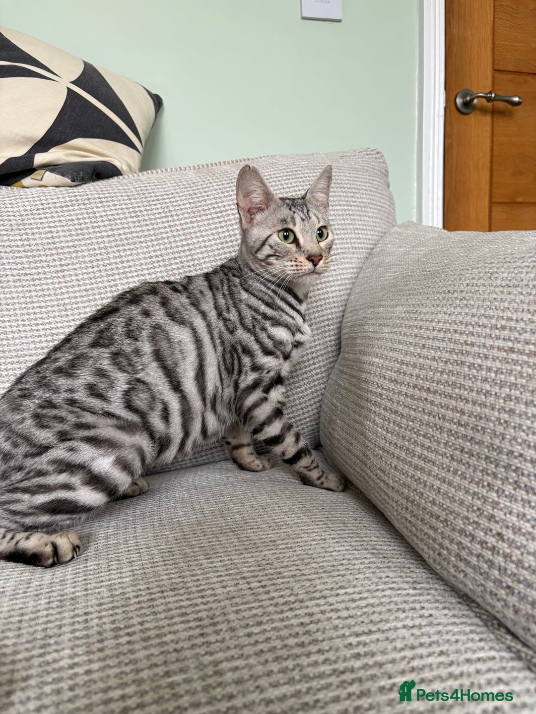 Toyger cats for sale: Superb rare silver Toyger girl  - Image 2