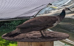 Peafowl poultry for sale: Indian Blue trio, 2 males 1 hen  - Image 2