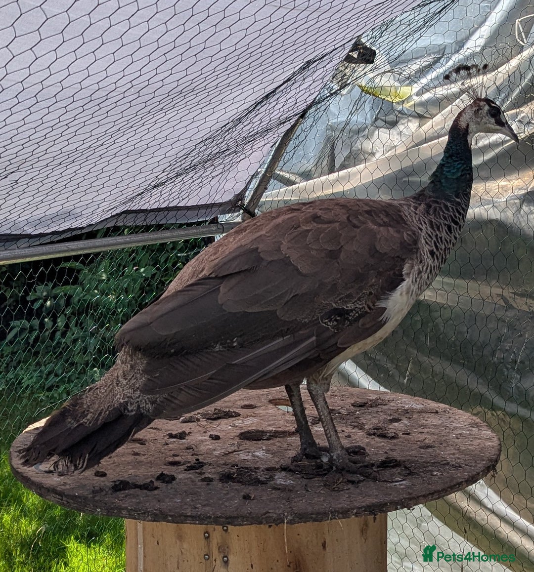 Peafowl poultry for sale: Indian Blue trio, 2 males 1 hen  - Image 2