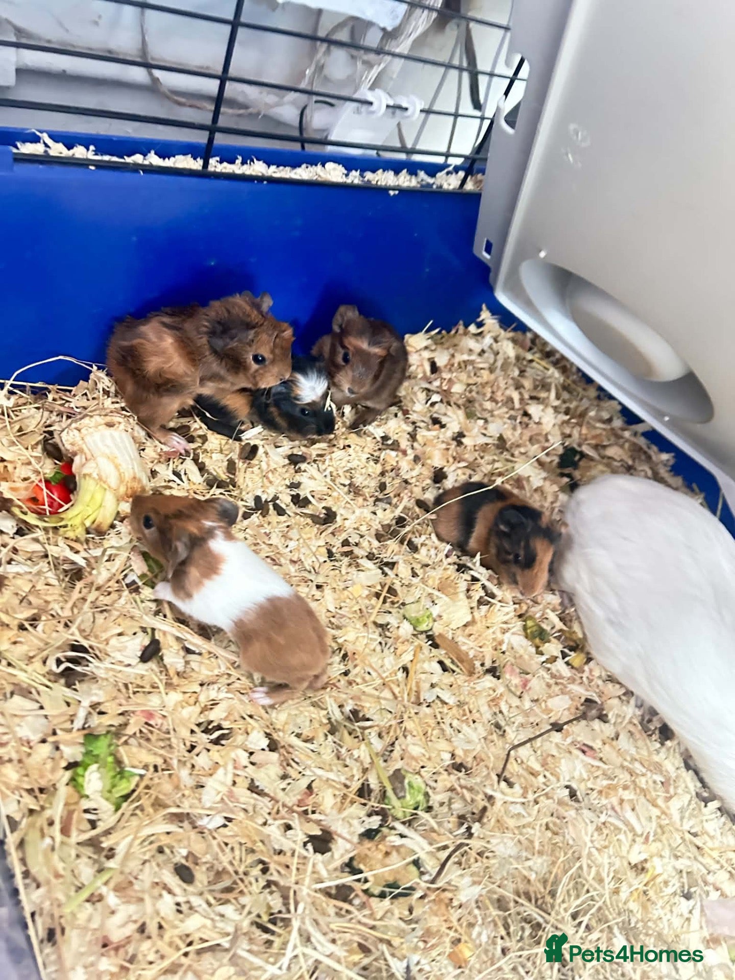 Guinea Pig rodents Mixed Guinea pigs  - Advert 1