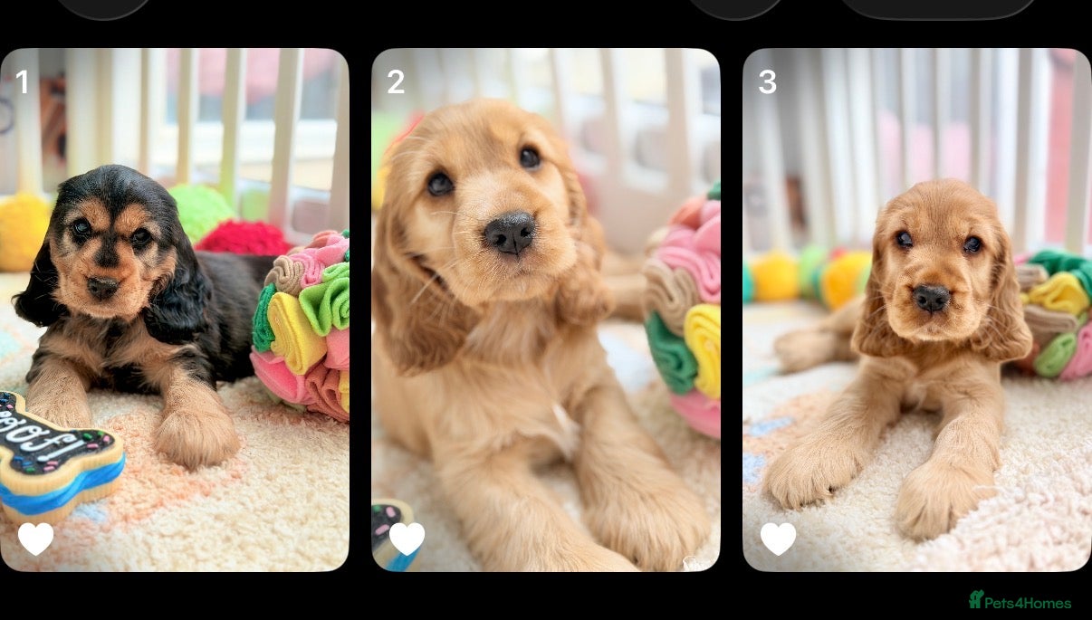 Cocker Spaniel dogs Champion Bloodline KC Show Cocker Spaniel Puppies  - Advert 1