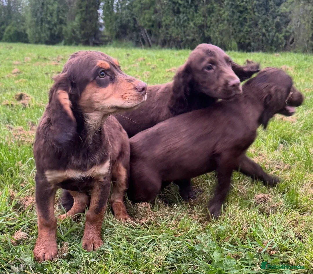 Sprocker dogs for sale: Healthy checked DNA clear stunning happy pups - Advert 2