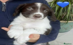 Border Collie dogs for sale: Beautiful Border Collie x Springer Spaniel Puppies - Image 14