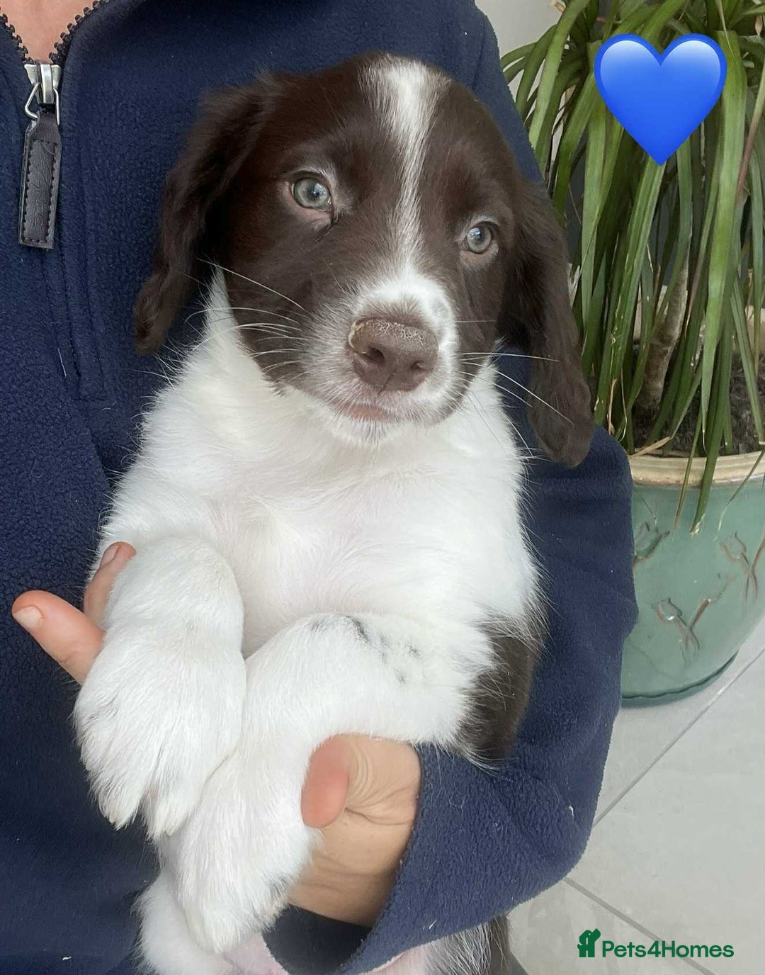 Border Collie dogs for sale: Beautiful Border Collie x Springer Spaniel Puppies - Image 14