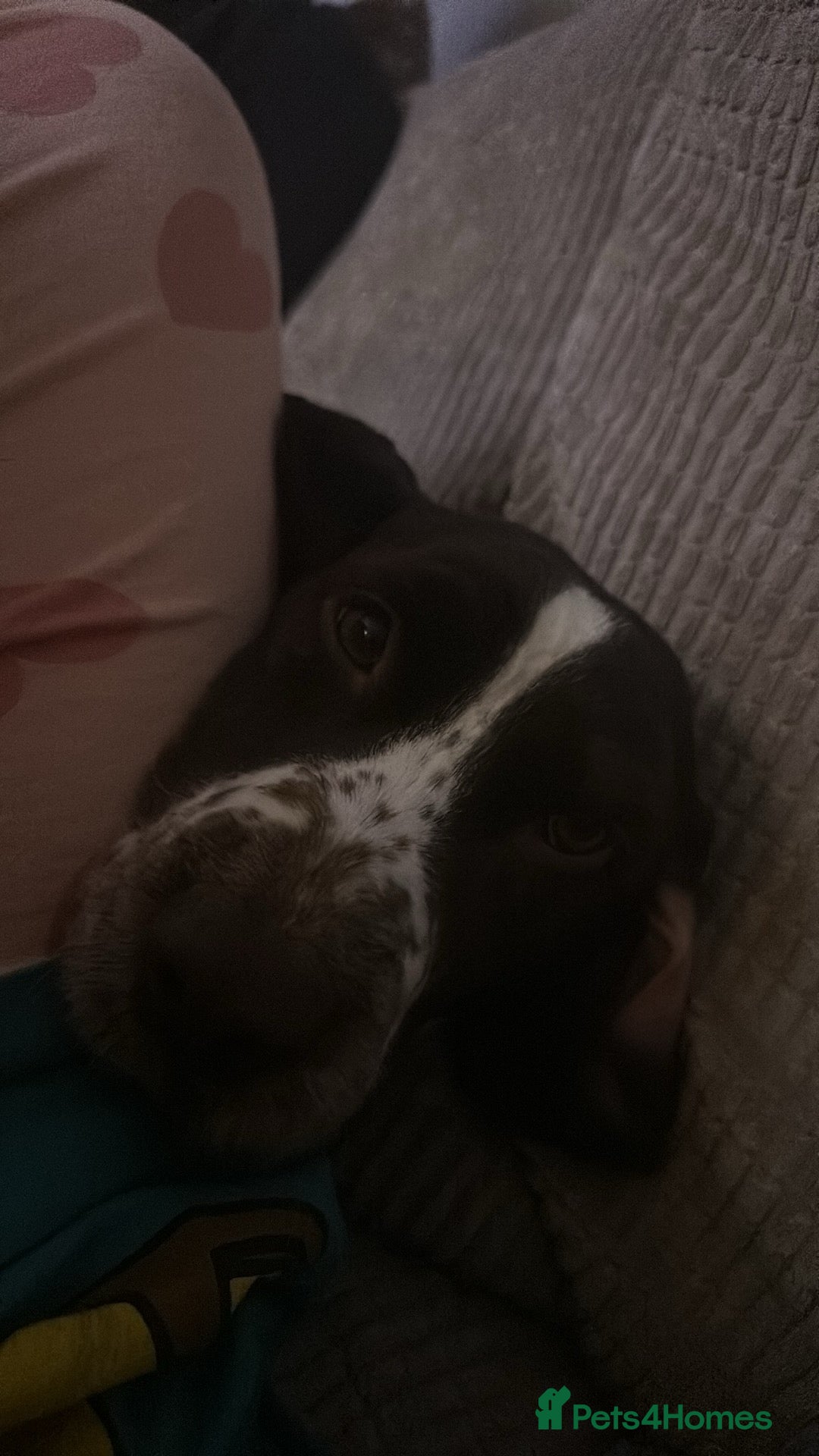 Cocker Spaniel dogs for sale: White and liver cocker spaniel  - Advert 5