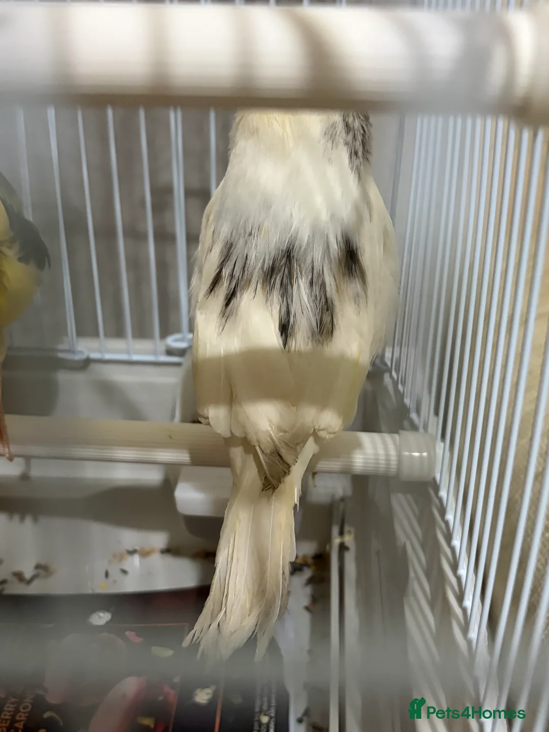 Canaries birds for sale: Mix selection of canaries Norwich/Border  - Advert 14