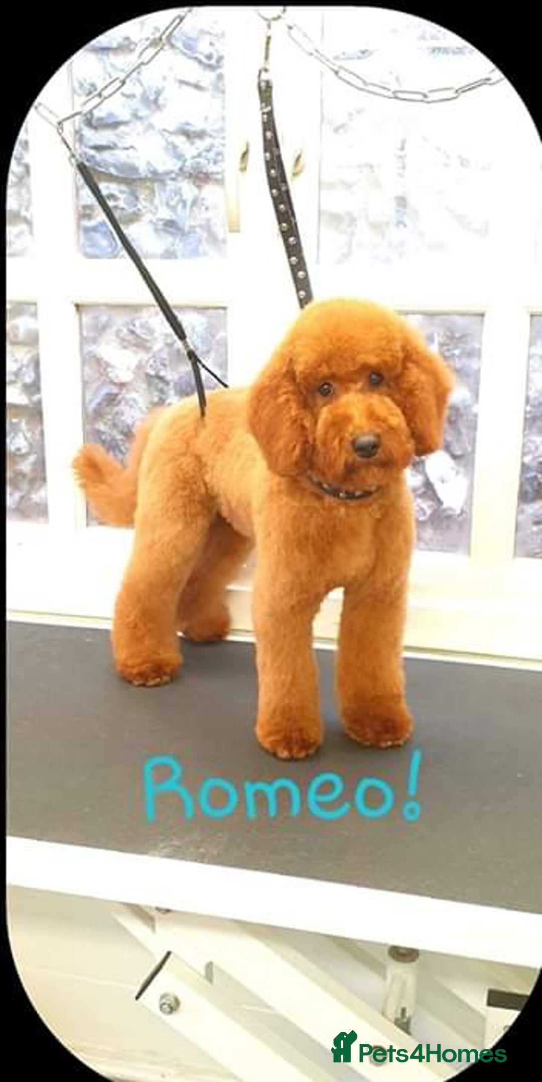 Labradoodle dogs for sale: F1 Labradoodle Puppies  - Advert 16