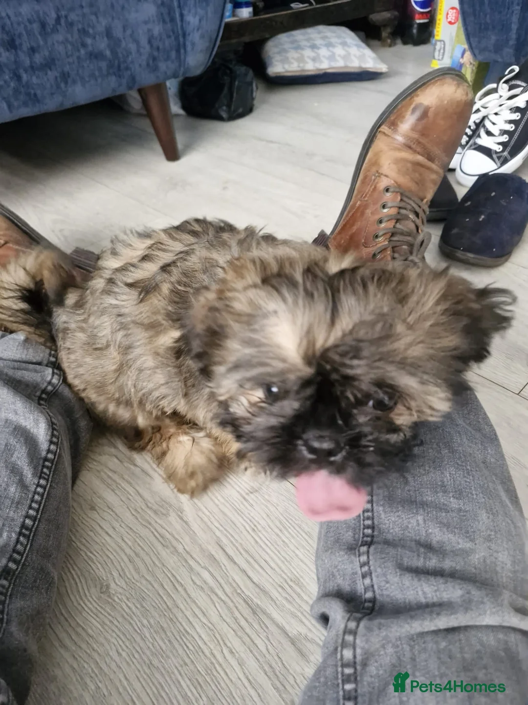 Mixed Breed dogs for sale: Male pugzu  - Advert 2