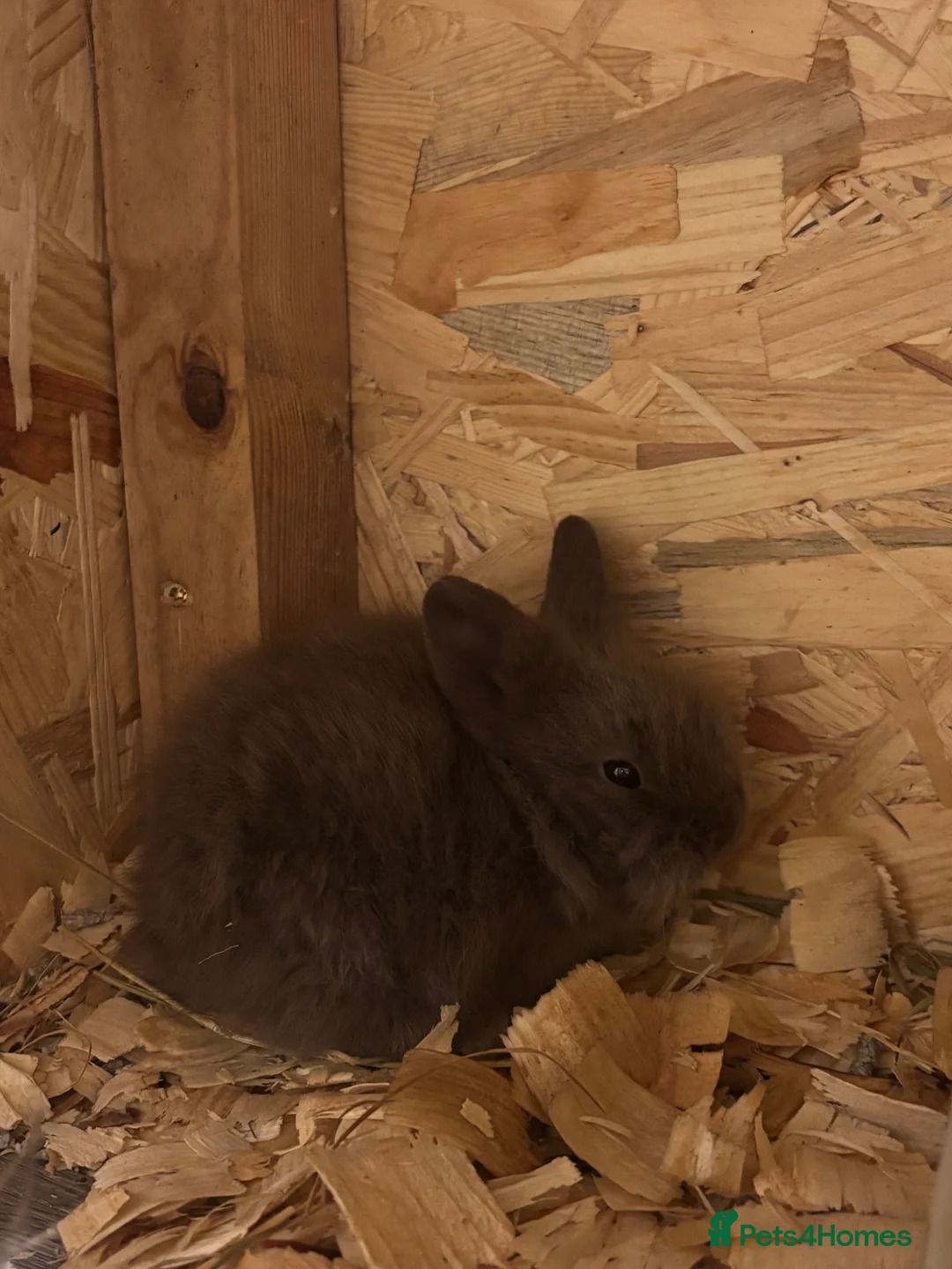 Mixed Breed rabbits for sale: Double Mained Lionhead. • 4kits ready to reserve  - Advert 2