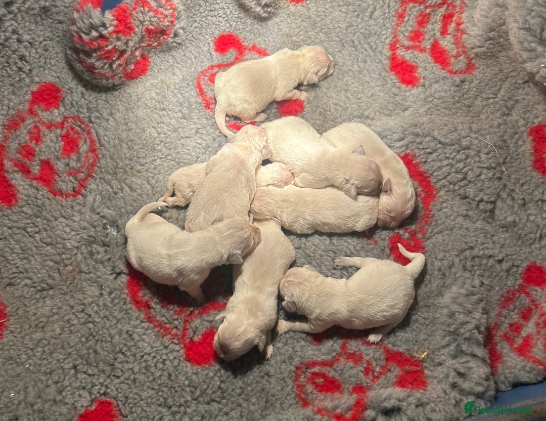 Golden Retriever dogs for sale: Old English cream golden retrievers  - Image 7