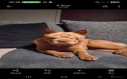 Mixed Breed dogs for sale: Stunning little beauty  - Advert 1