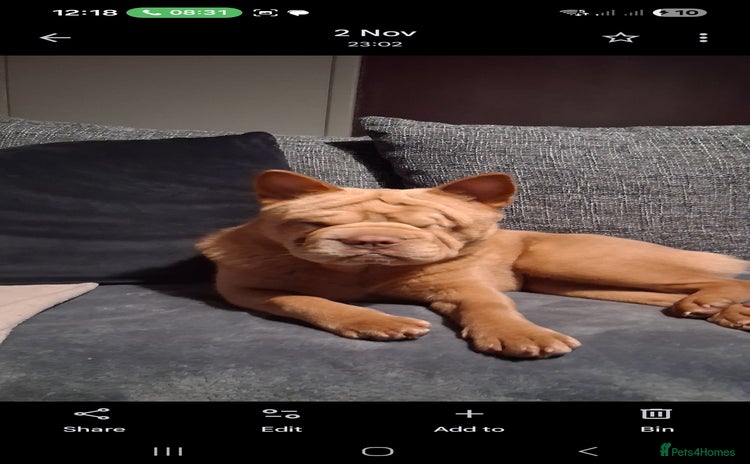 Mixed Breed dogs Stunning little beauty  - Advert 14