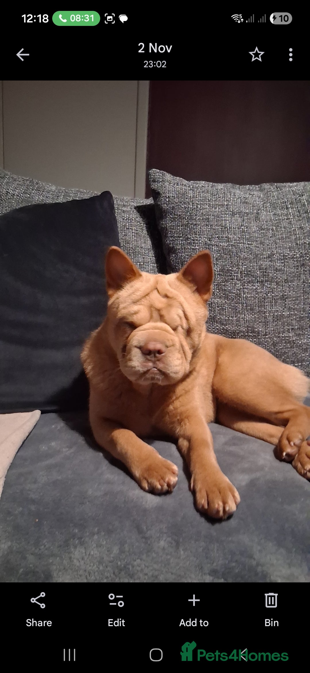 Mixed Breed dogs for sale: Stunning little beauty  - Advert 1