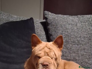 Mixed Breed dogs for sale: Stunning little beauty - Advert 1