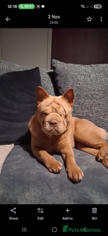 Mixed Breed dogs Stunning little beauty - Advert 2