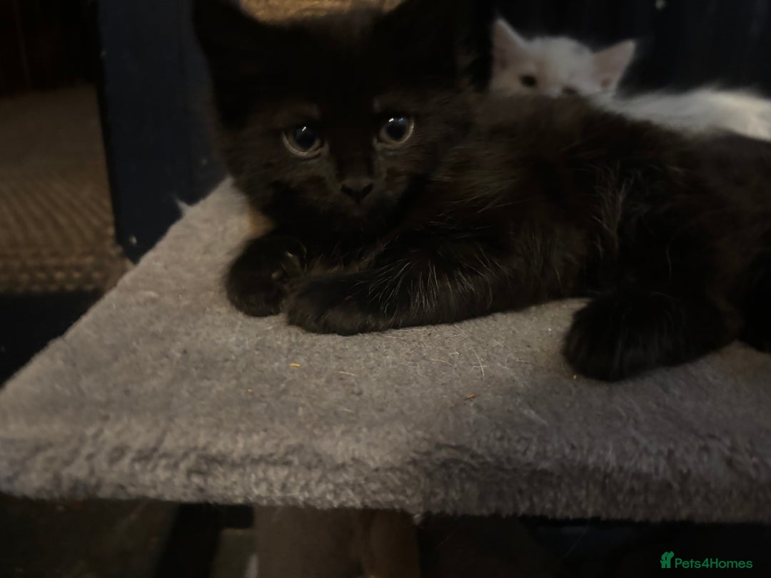 Mixed Breed cats for sale: 3 Cute kittens ready ASAP £100 - Image 4