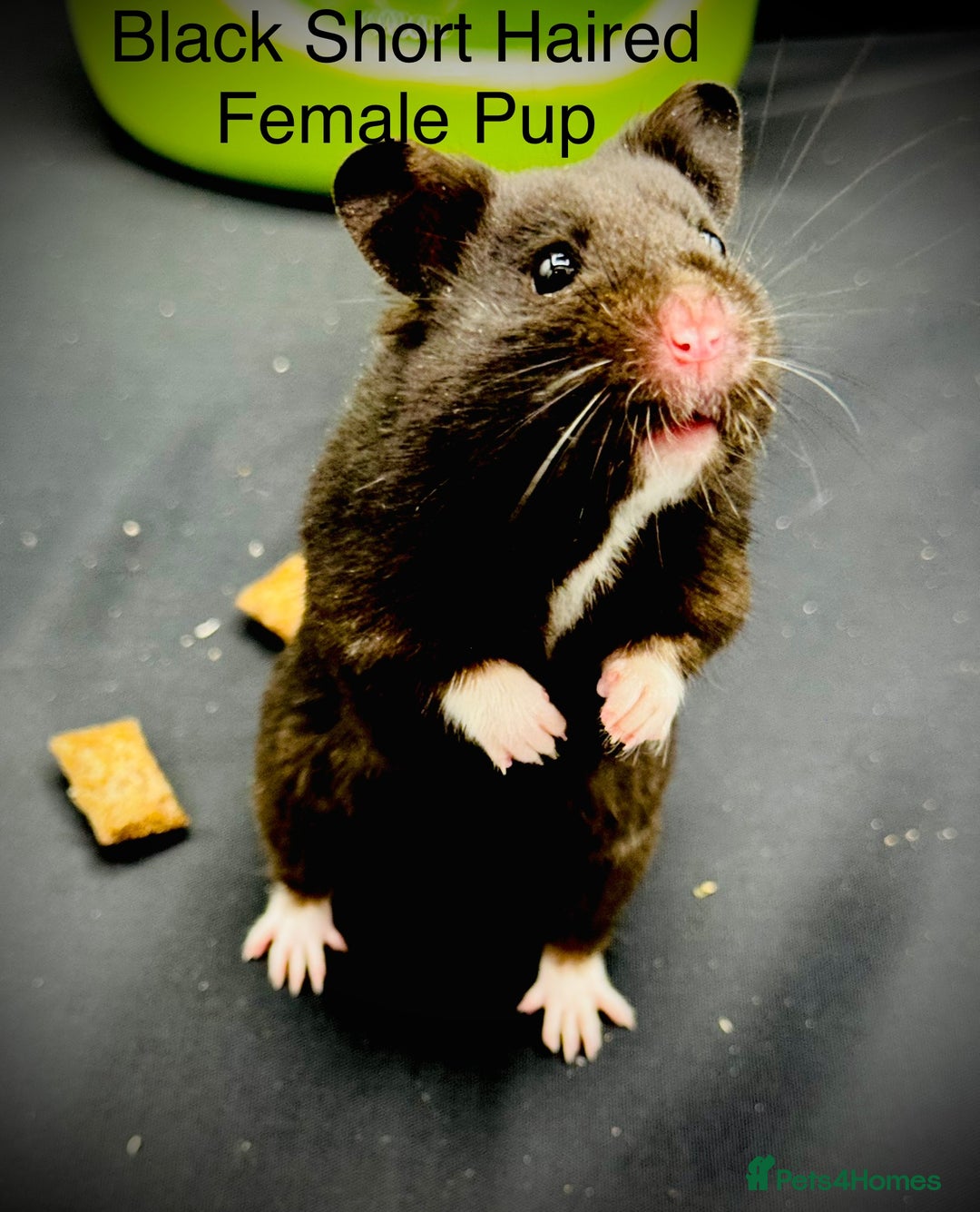 Hamster rodents for sale: HELP - Hamstery needing to urgently close (temp) - Advert 2