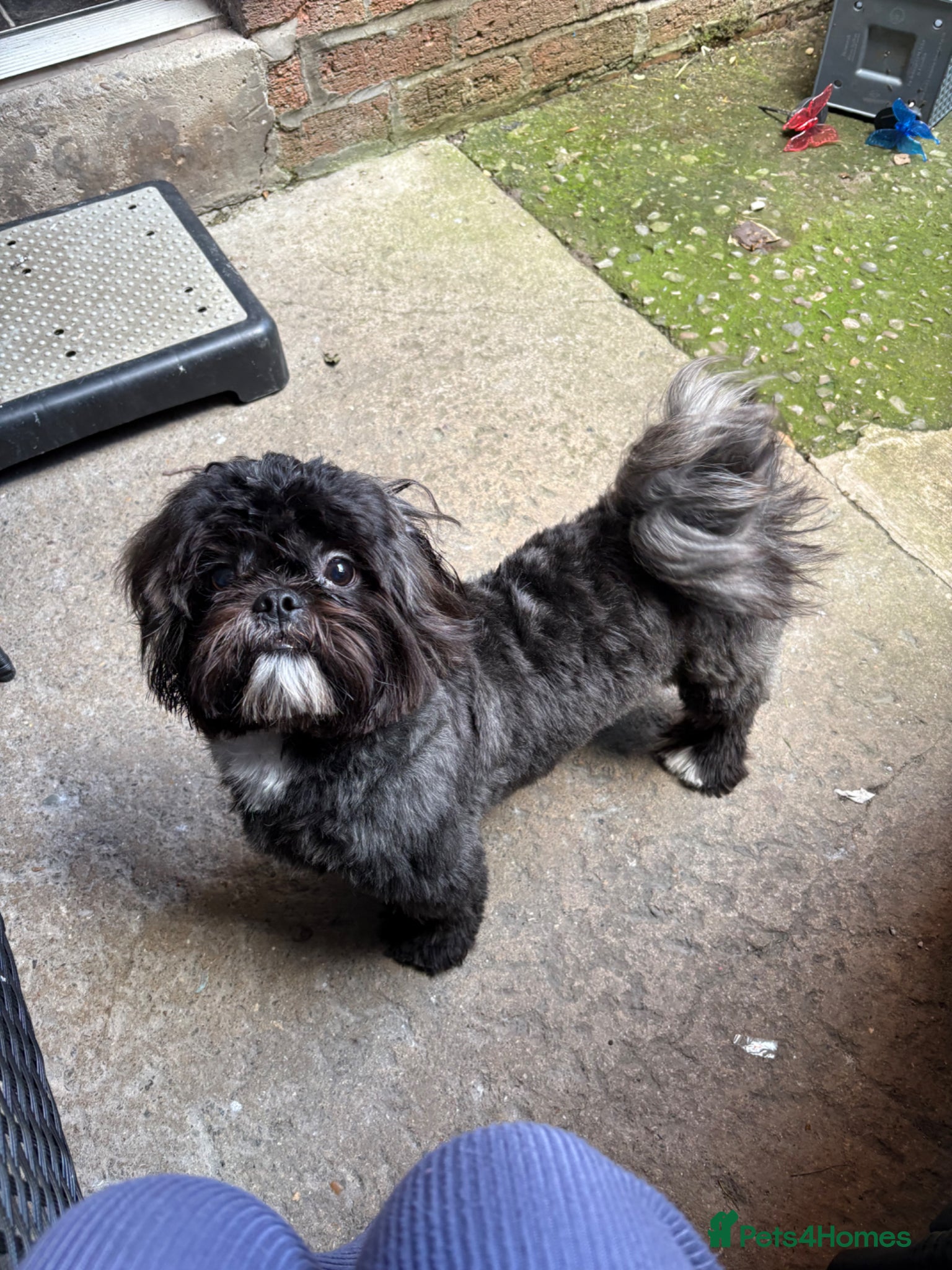 Shih Tzu dogs Shih Tzu Teddy KC reg  - Advert 1