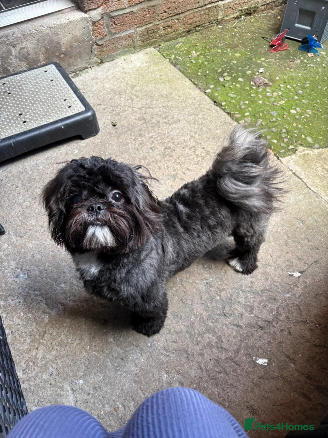 Shih Tzu dogs for sale: Shih Tzu Teddy KC reg  in Oswestry - Advert 1