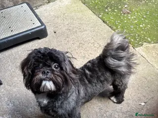 Shih Tzu dogs Shih Tzu Teddy KC reg - Advert 2
