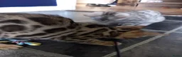 Bengal cats for sale: ✨Bengal Kittens Ready 17th June✨ - Advert 16