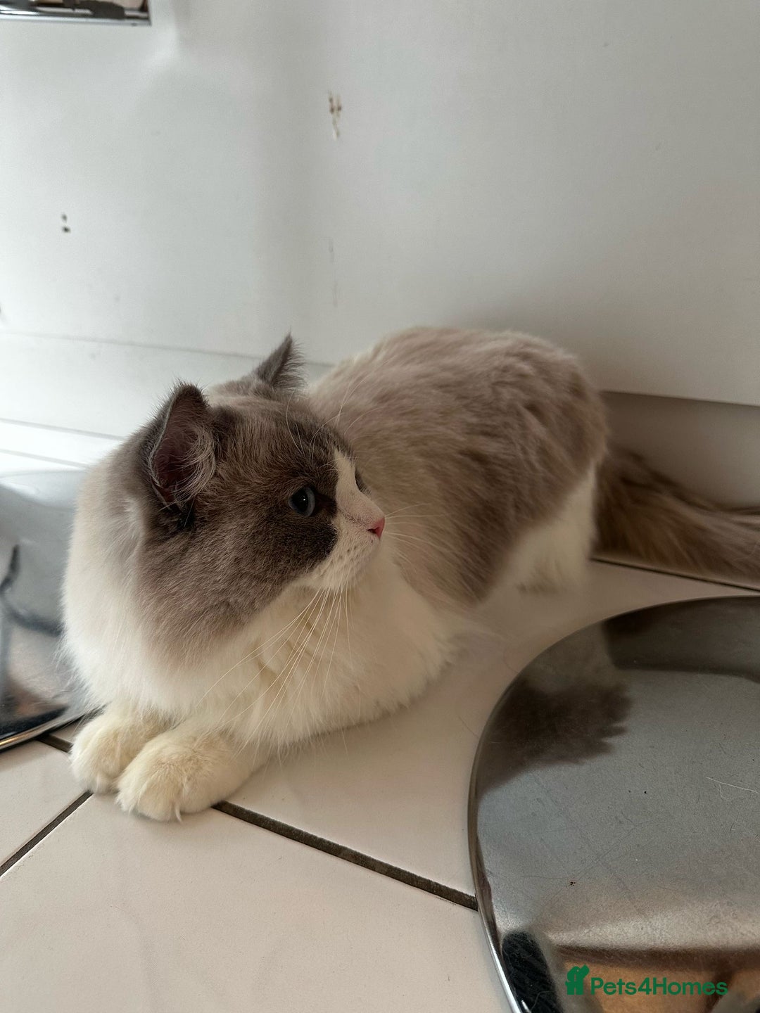 Ragdoll cats for stud: TICA RAGDOLL STUD CAT FOR SALE GRAND EUR CHAMP BL! - Image 3