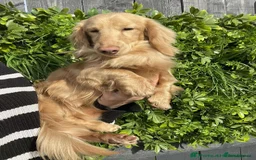 Miniature Dachshund dogs for sale: Kc miniature dachshund cream adult boy  - Image 2