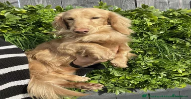 Miniature Dachshund dogs - Advert 5