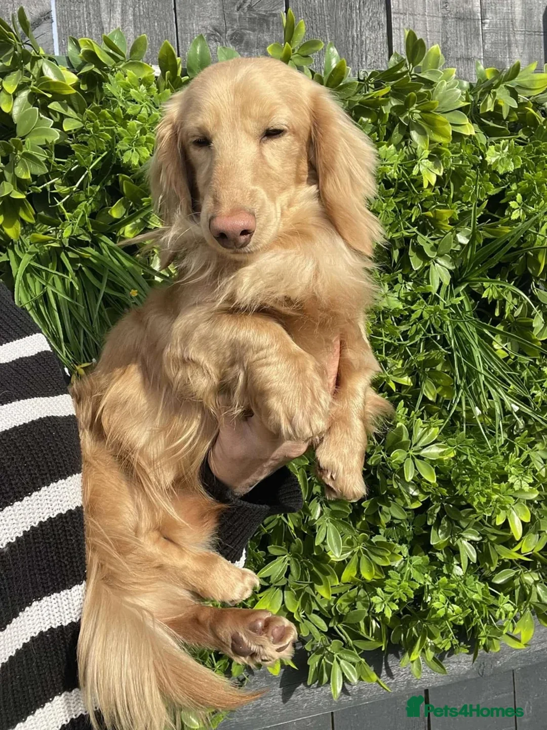 Miniature Dachshund dogs for sale: Kc miniature dachshund cream adult boy  - Image 2