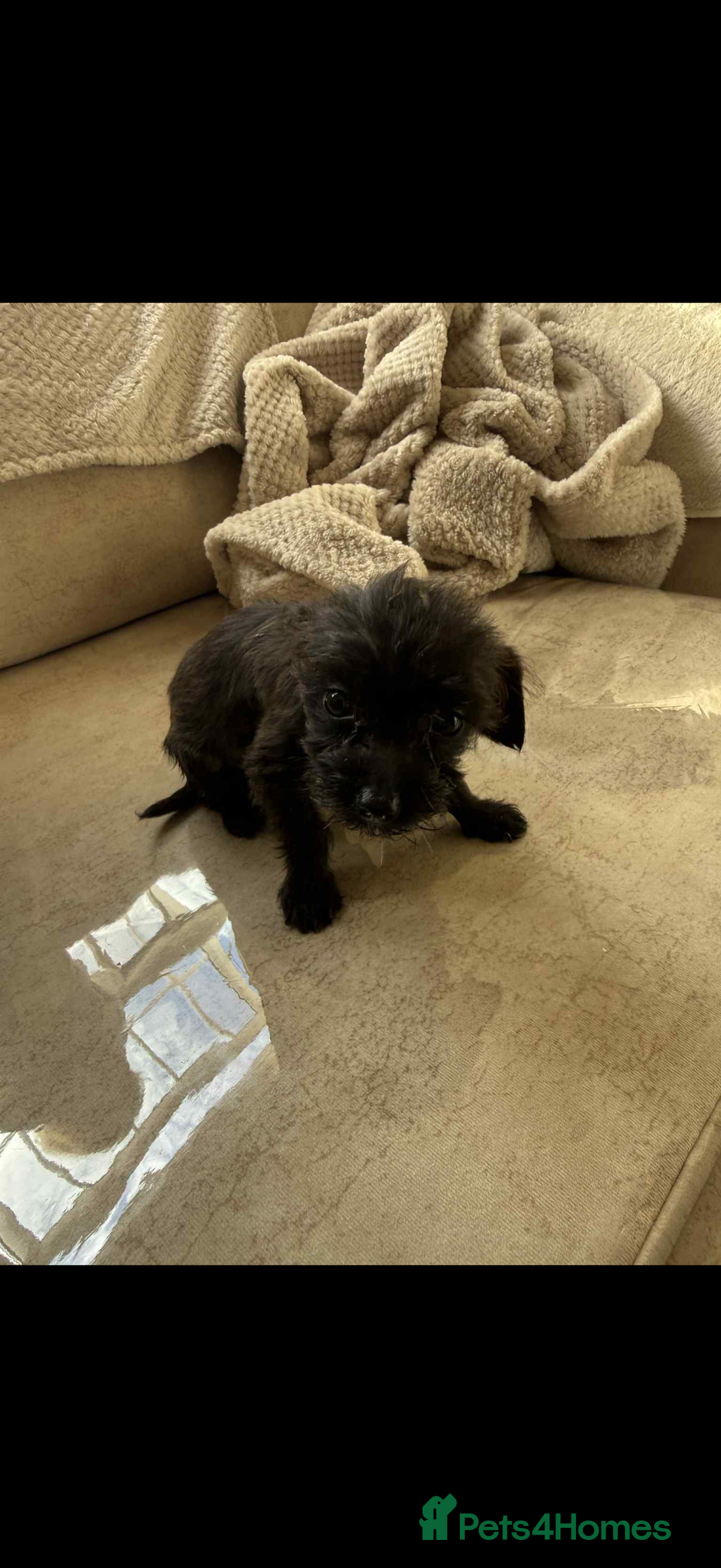 Mixed Breed dogs for sale: Chihuahua x Jack Russell - Image 6