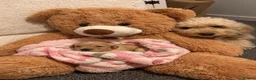 Cockapoo dogs for sale: Beautiful f2b cockerpoos - Advert 14