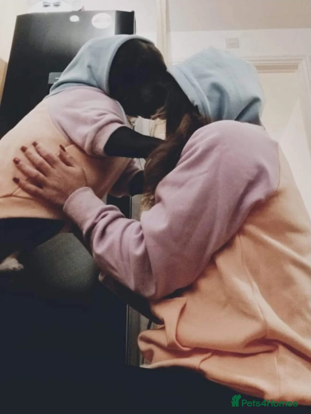 Staffordshire Bull Terrier dogs for stud: BLUE Proven 50+ litters, natural and artificial  in Erith - Advert 5