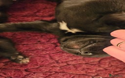 Labrador Retriever dogs for sale: Black labrador puppies working or pet homes - Image 3