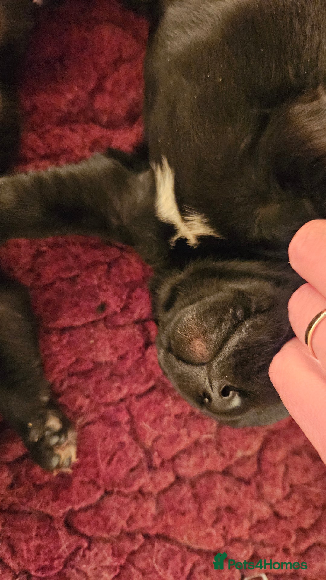 Labrador Retriever dogs for sale: Black labrador puppies working or pet homes - Image 3