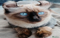 American Curl cats for sale: Only 2 left. Unique kittens for the best homes. in Oldham - Image 27
