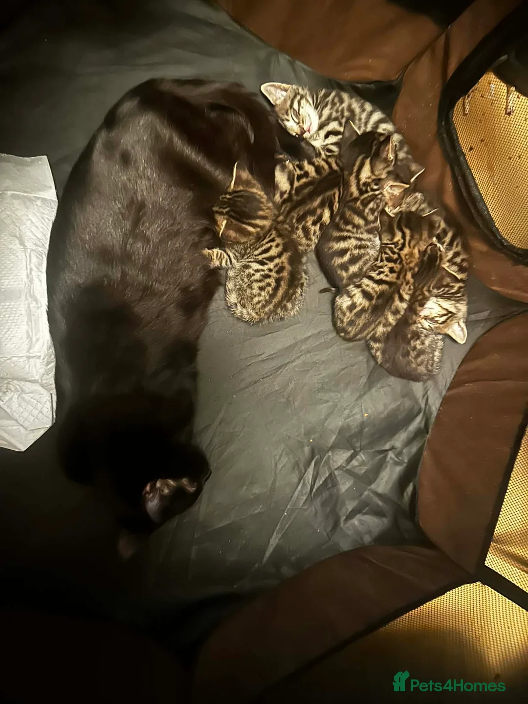 Mixed Breed cats for sale: Bombay-Bengal mix in West Drayton - Advert 5