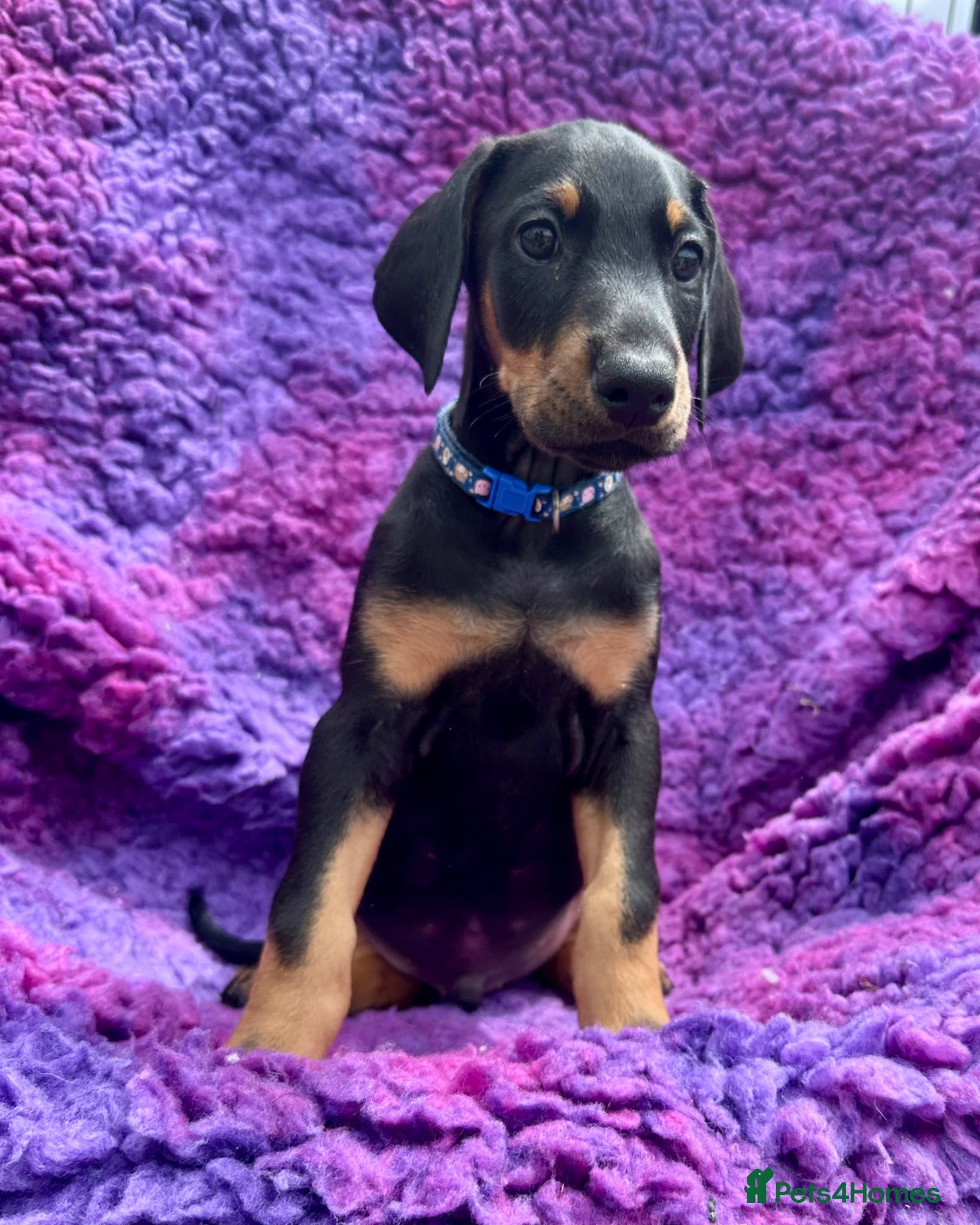 Dobermann dogs KC registered health tested Dobermann puppies  - Advert 2