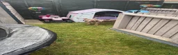 American Bully dogs for sale: Beautiful Bruce  - Advert 2