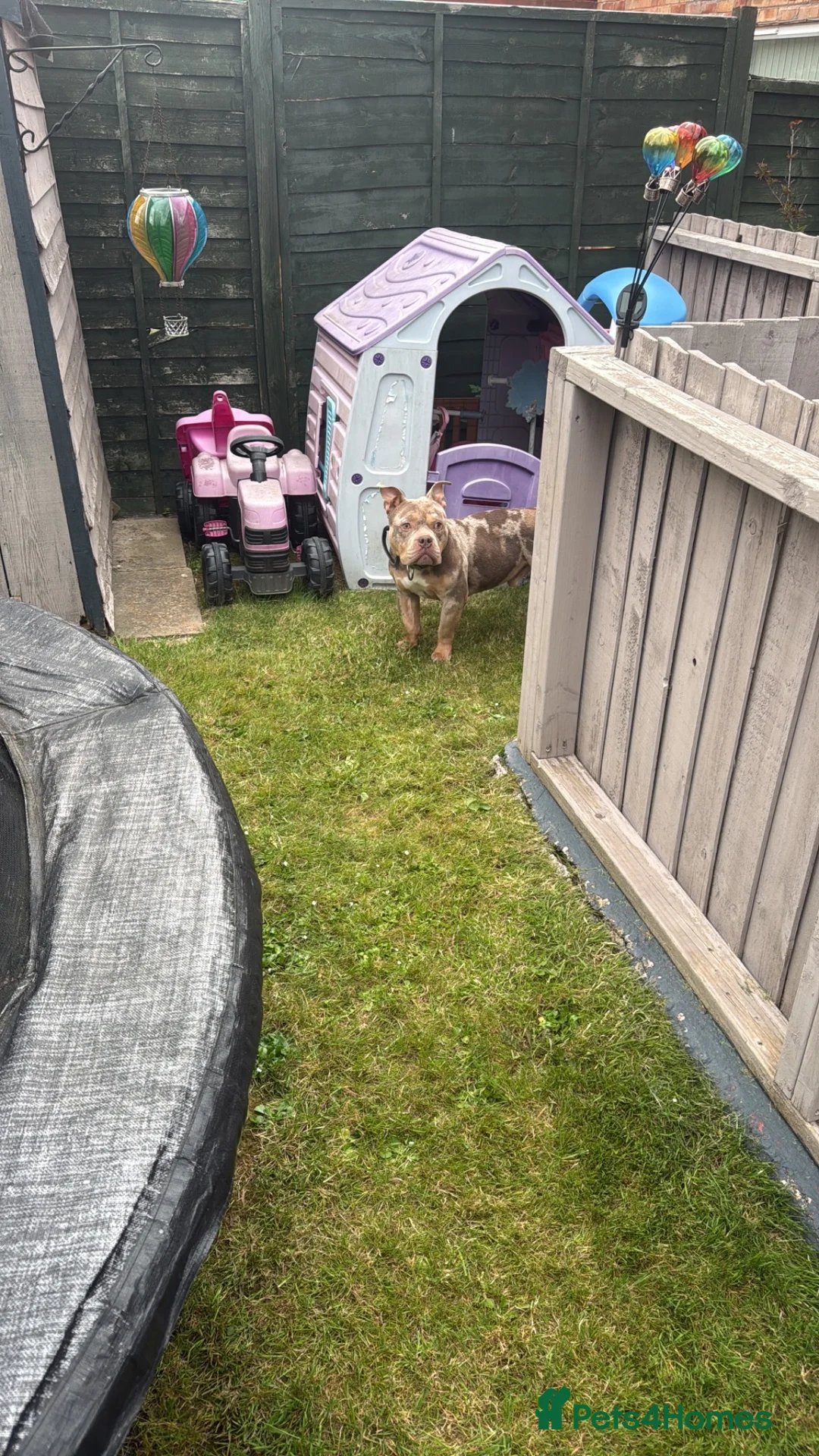 American Bully dogs for sale: Beautiful Bruce  - Advert 2