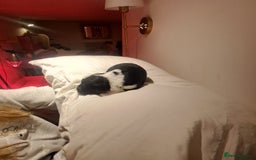 Portuguese Water Dog dogs for sale: Art Nouveau - Image 20