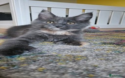 Maine Coon cats for sale: TICA Reg Maine Coon Kittens - Image 19