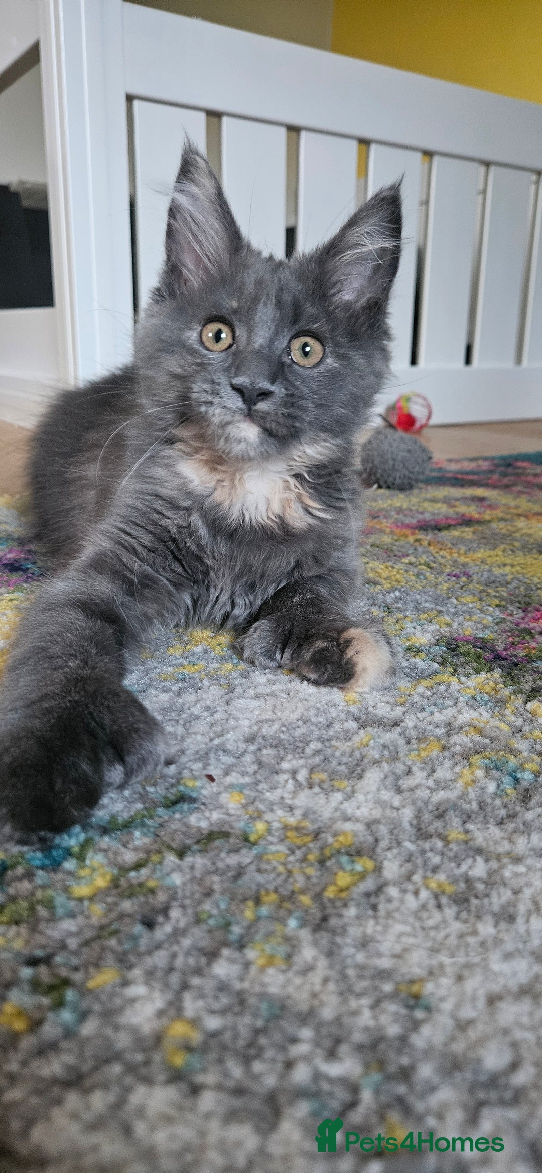 Maine Coon cats for sale: TICA Reg Maine Coon Kittens - Image 19