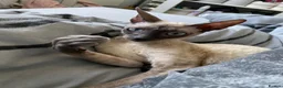 Cornish Rex cats for sale: 2 beautiful Cornish Rex boys - Advert 2