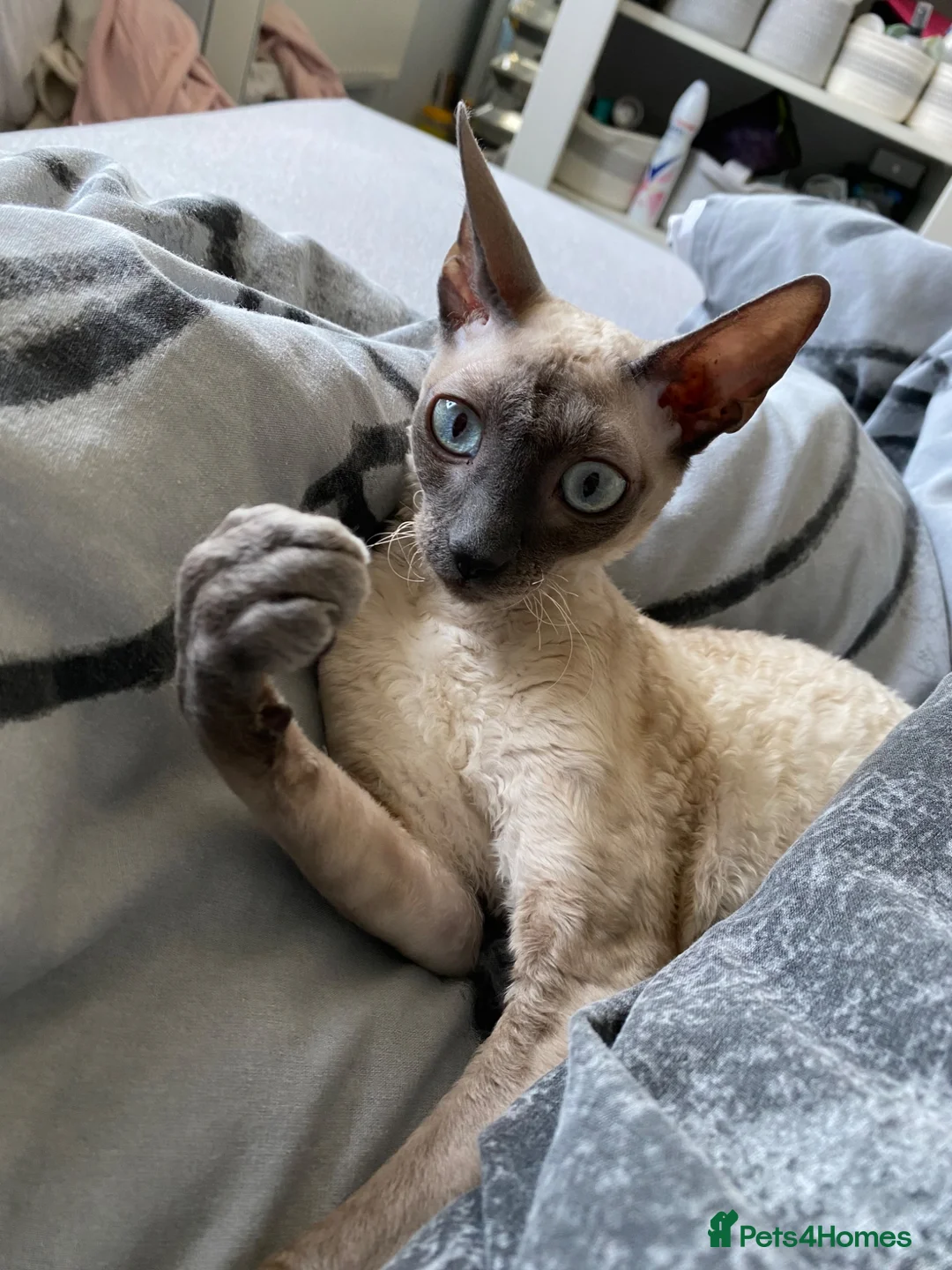 Cornish Rex cats for sale: 2 beautiful Cornish Rex boys - Advert 2
