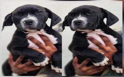 Mastiff dogs for sale: Mastiff Puppy 4 - Boerbel x ultimate Mastiff - Image 12