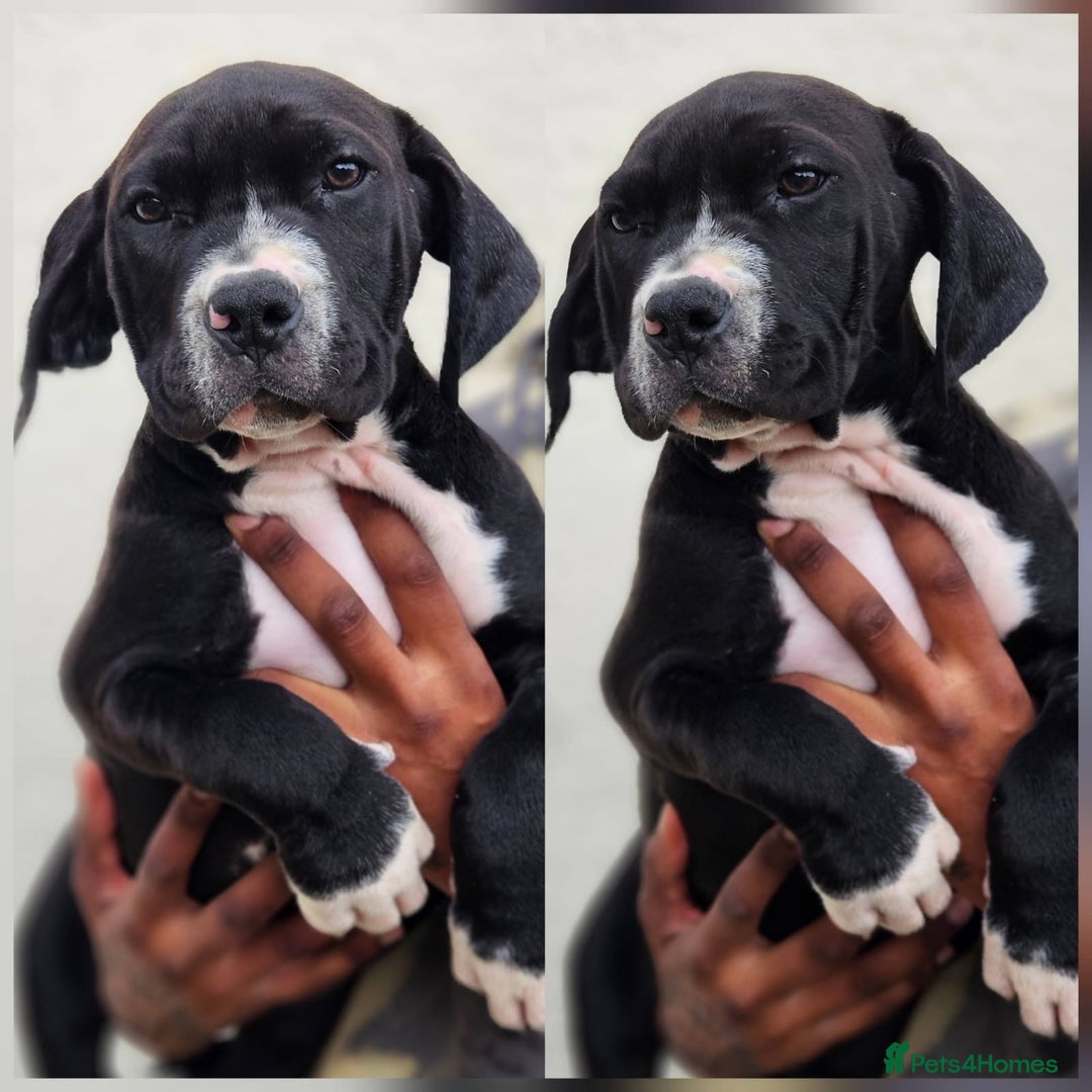 Mastiff dogs for sale: Mastiff Puppy 4 - Boerbel x ultimate Mastiff - Image 12