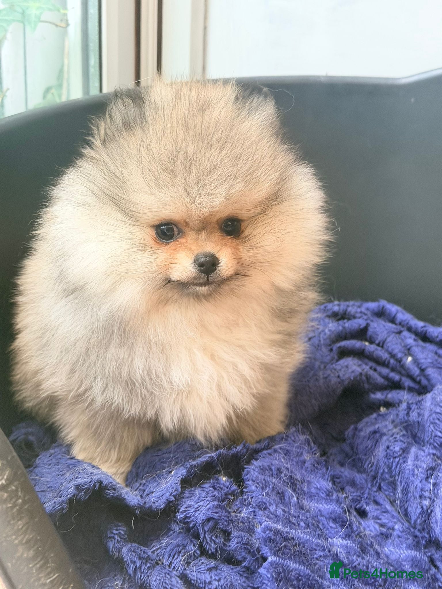 Pomeranian dogs Stunning Pom Boy Available - Advert 2