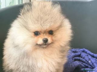 Pomeranian dogs Stunning Pom Boy Available - Advert 2