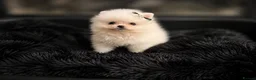 Pomeranian dogs for sale: ✨ Luxury Pomeranian Puppies ✨ - Advert 5
