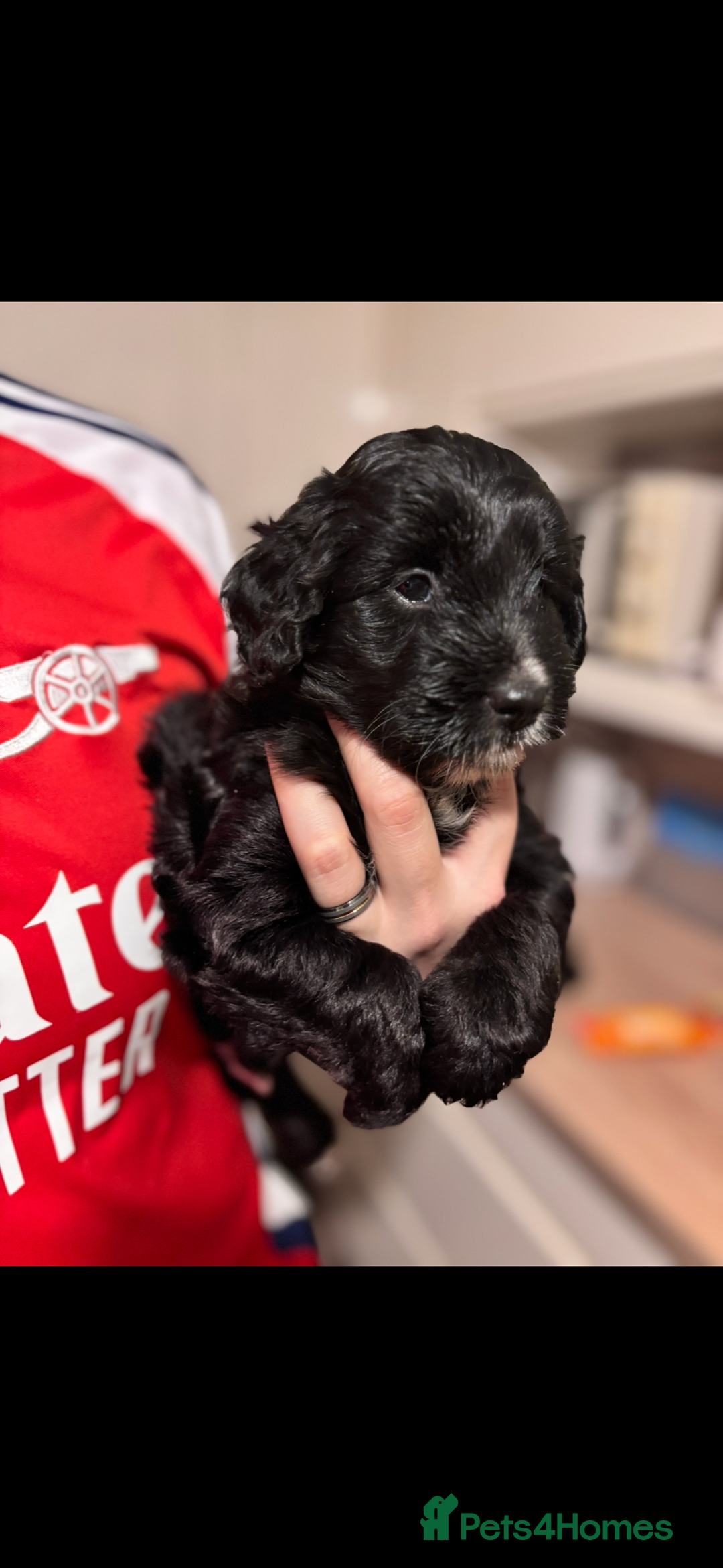 Bordoodle dogs for sale: Beautiful border collie x miniature poodle puppies - Image 9